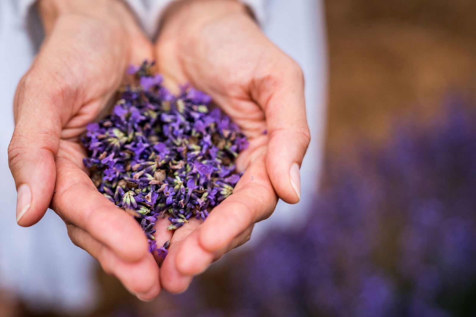 International Essential Oils Day National Day Archives