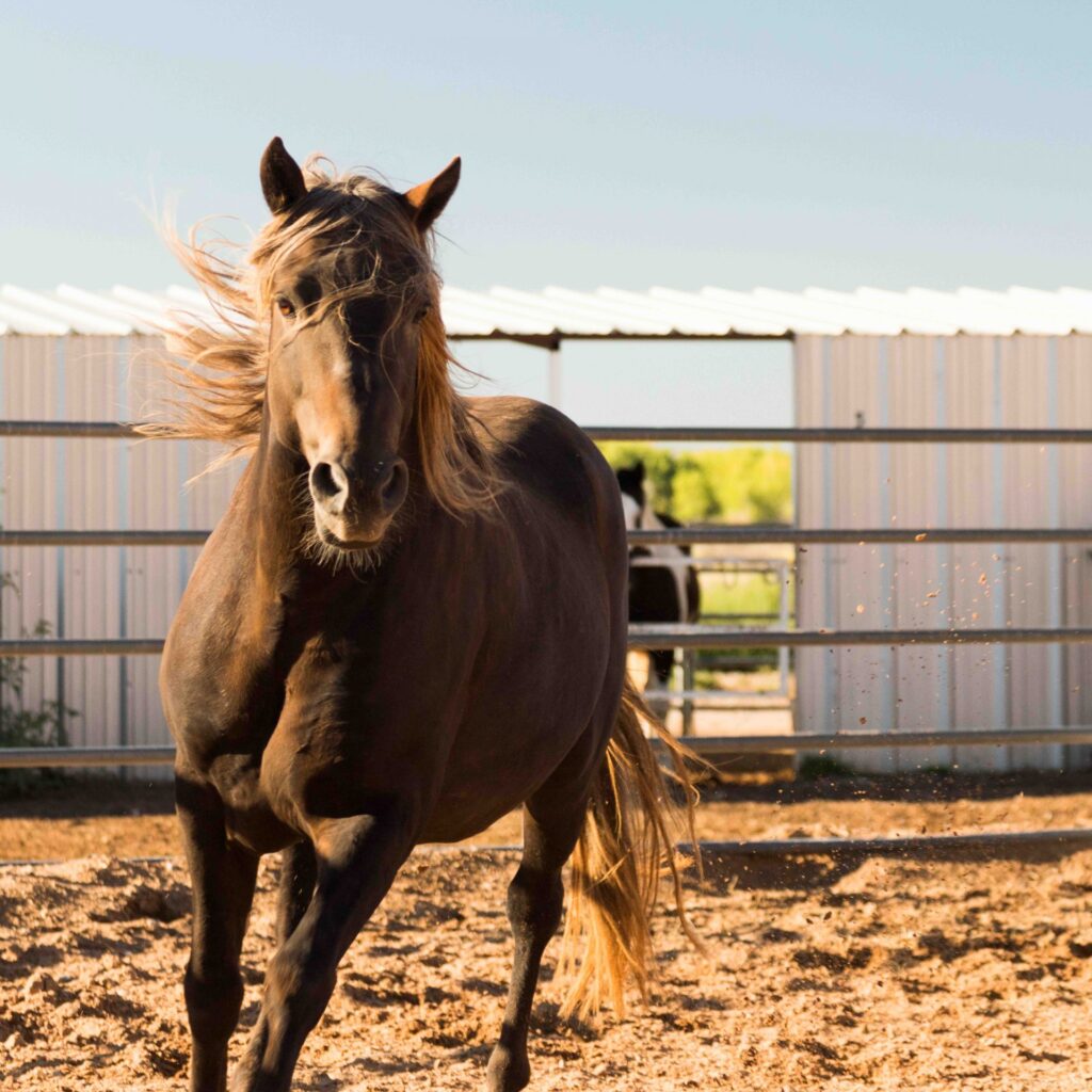 national horse rehabilitation day