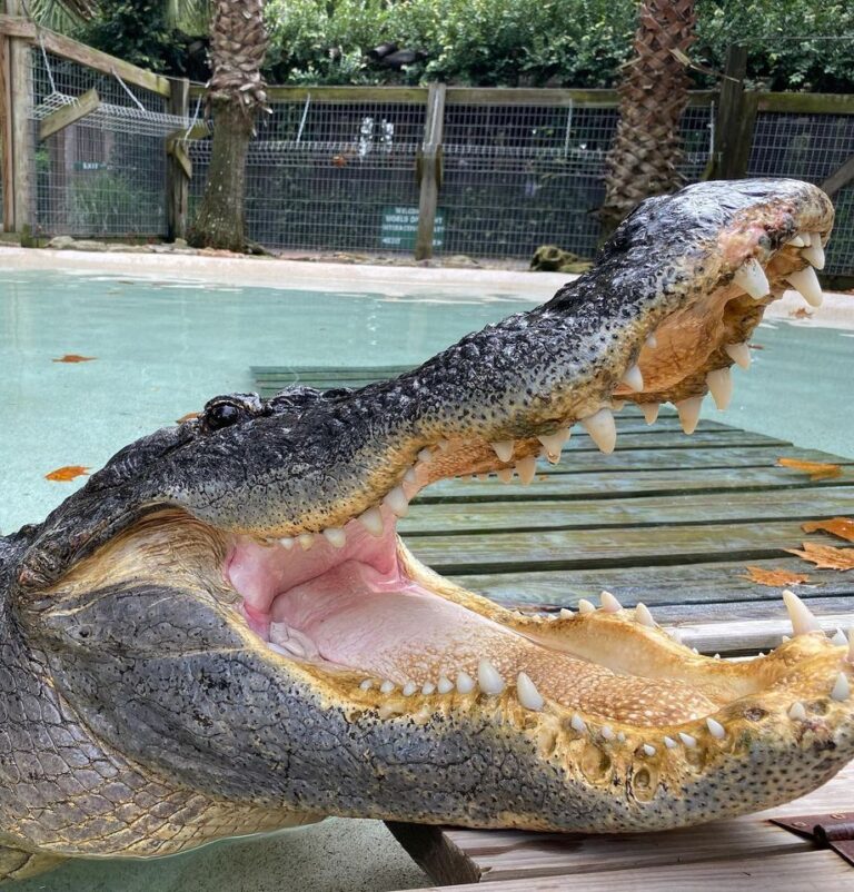 National Alligator Day National Day Archives