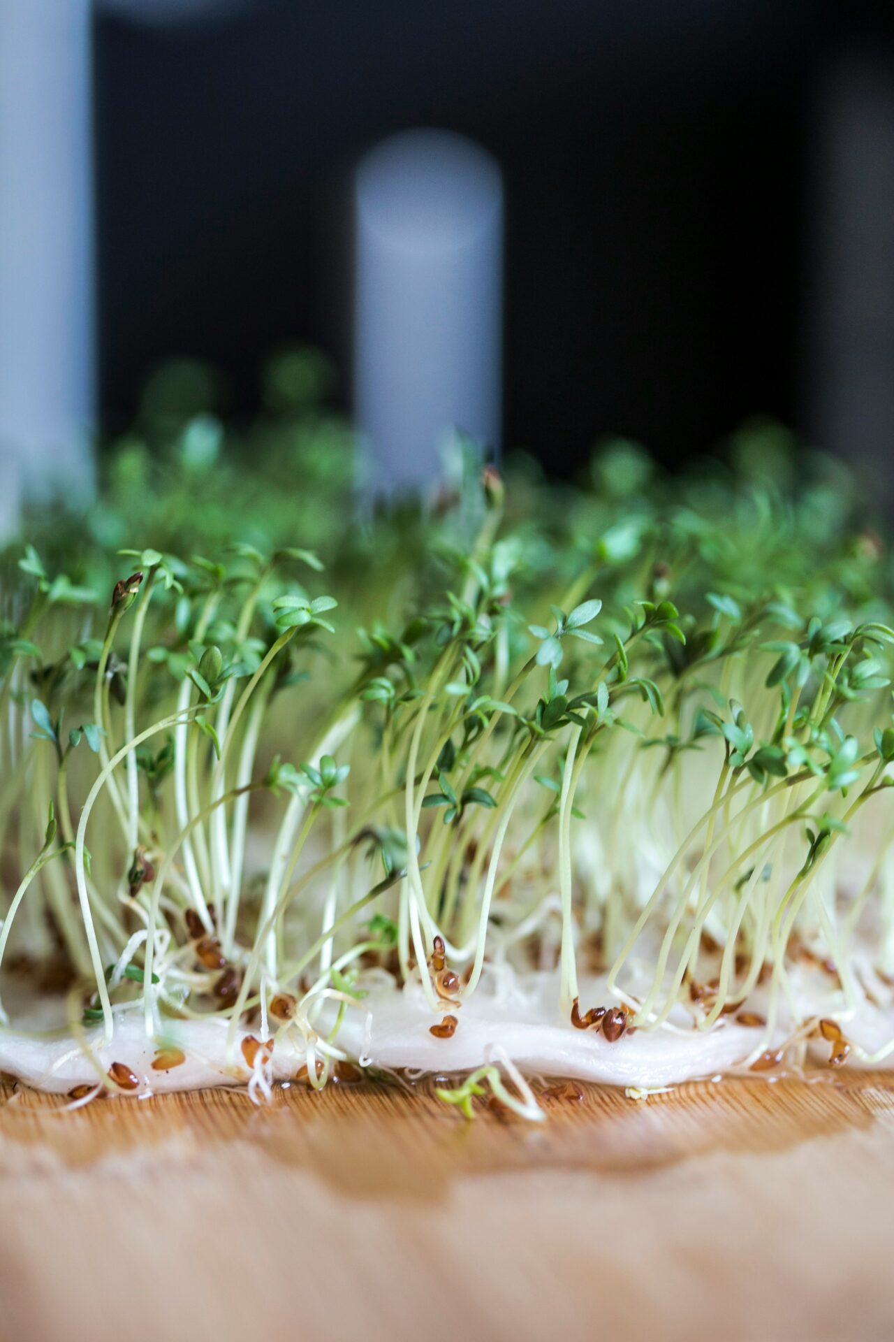 Sprout Week National Sprout Day - National Day Archives